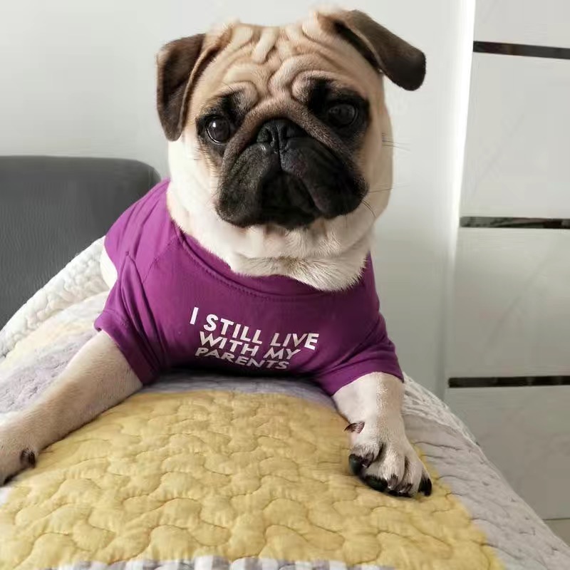 Fashion French Bulldog Pug Ves – Summer Clothing In French recenzja i cena