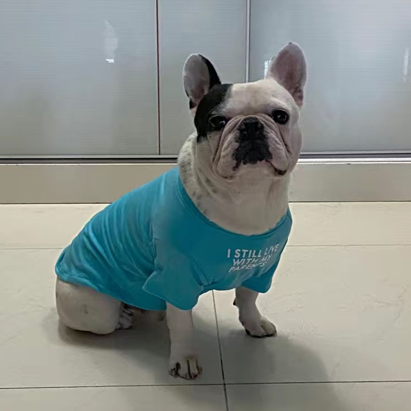 Fashion French Bulldog Pug Ves – Summer Clothing In French recenzja i cena